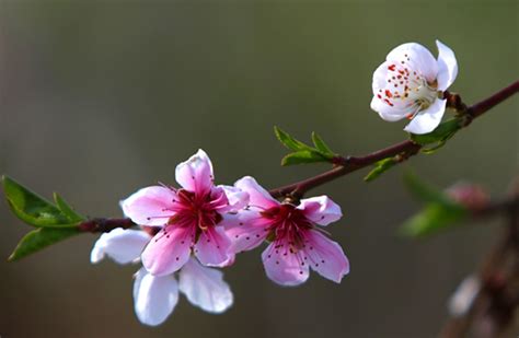 桃花水法|桃花缘水与桃花煞水